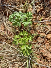 Angelica gmelinii