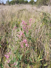 Apocynum venetum