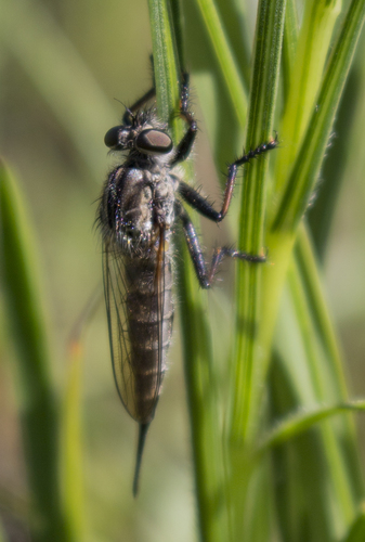 Northeastern Hammertail