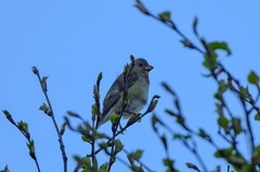 Carpodacus erythrinus grebnitskii