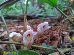 Acanthophippium striatum