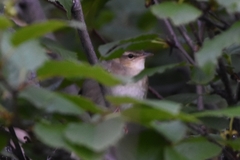 Helopsaltes ochotensis