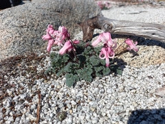 Dicentra peregrina