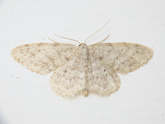 Idaea typicata