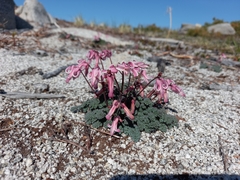 Dicentra peregrina