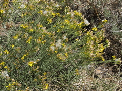 Senecio spartioides granularis