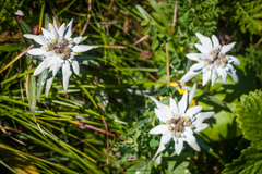Leontopodium discolor