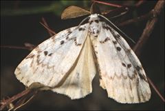 Hectobrocha pentacyma