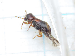 Scobicia chevrieri