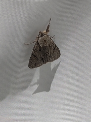 Acronicta psi