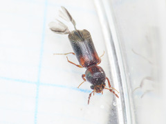 Scobicia chevrieri