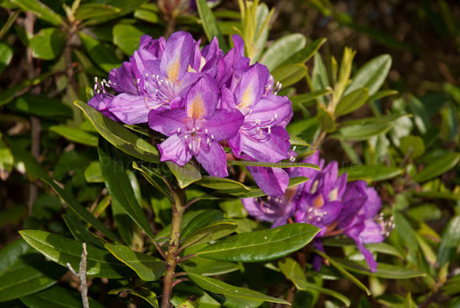Rhododendron ponticum
