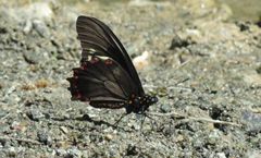 Battus polydamas polydamas