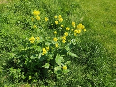 Rhamphospermum arvense