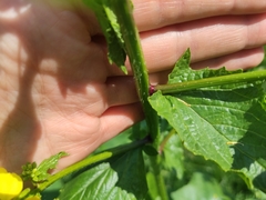 Rhamphospermum arvense