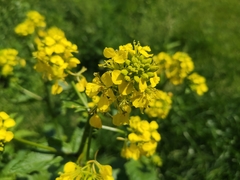 Rhamphospermum arvense