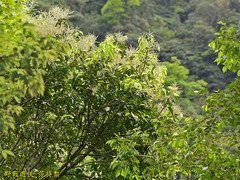 Castanopsis cuspidata carlesii