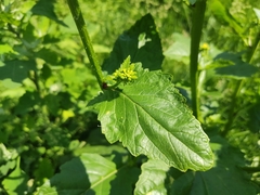 Rhamphospermum arvense