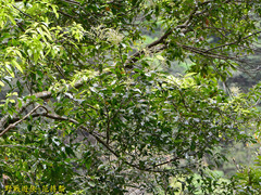 Castanopsis cuspidata carlesii