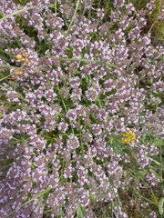 Thymus littoralis