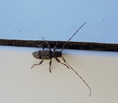 Leiopus femoratus