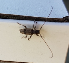 Leiopus femoratus