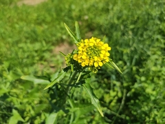 Sisymbrium loeselii