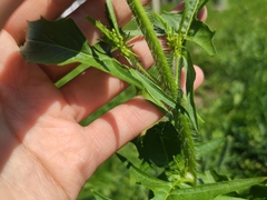 Sisymbrium loeselii