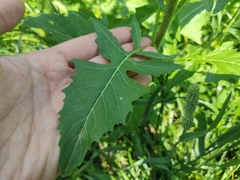 Sisymbrium loeselii