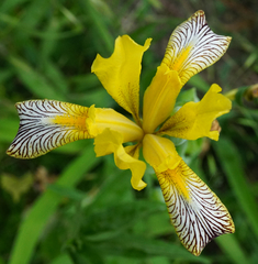 Iris variegata