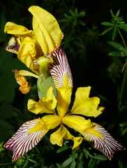 Iris variegata