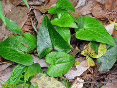 Asarum caudigerum
