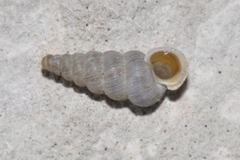 Cochlostoma