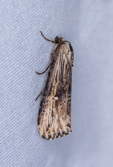 Crambodes talidiformis