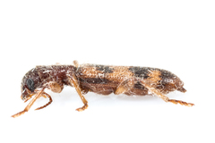 Cymatodera undulata