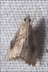 Glaucocharis dilatella