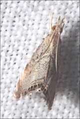 Glaucocharis dilatella