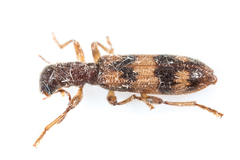 Cymatodera undulata