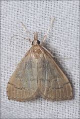 Metasia dicealis