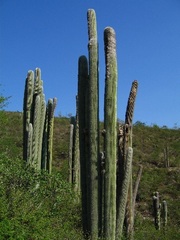 Cephalocereus senilis
