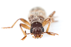 Cymatodera undulata