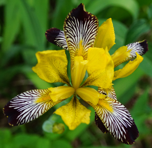Image of Iris variegata by (c) Patrick Hacker, some rights reserved (CC BY)