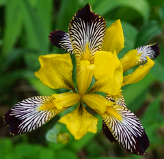 Iris variegata