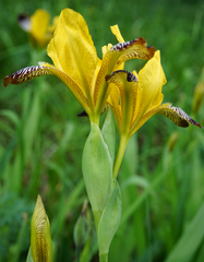 Iris variegata
