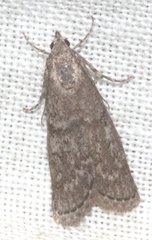Scoparia syntaracta