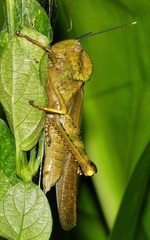 Abisares viridipennis