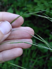 Bromus benekenii