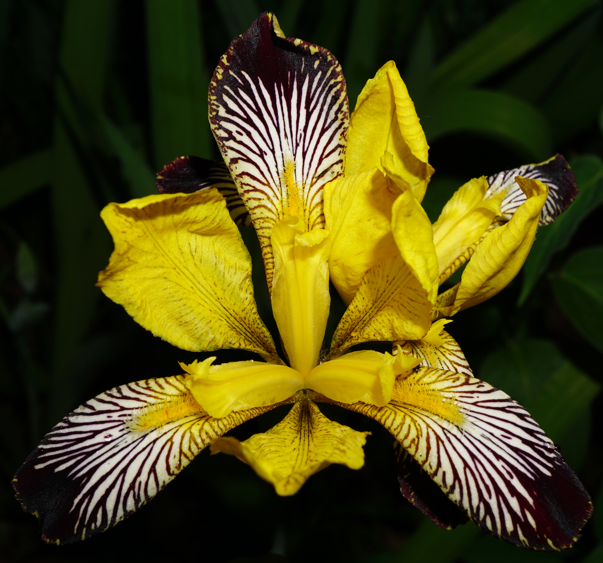 Iris variegata