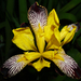 Iris variegata - Photo (c) Patrick Hacker, μερικά δικαιώματα διατηρούνται (CC BY), uploaded by Patrick Hacker