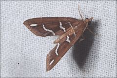 Chaetolopha niphosticha